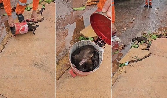 Garis resgatam cachorro ferido e debilitado jogado em lata de lixo