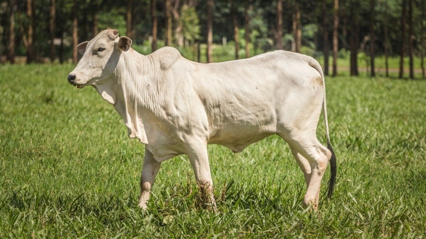 Mato Grosso registra maior novembro de abates