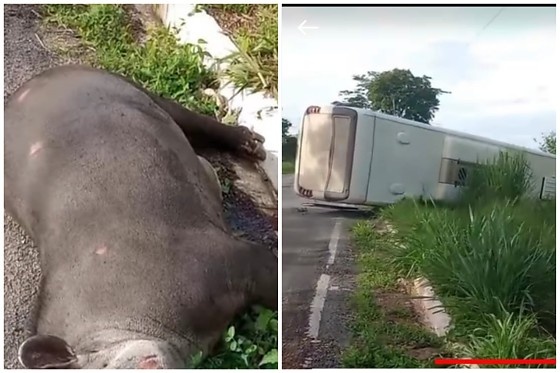 Ônibus com pacientes tomba após atropelar anta