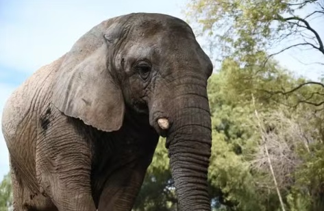 Elefanta africana é diagnosticada com problemas respiratórios em santuário de MT