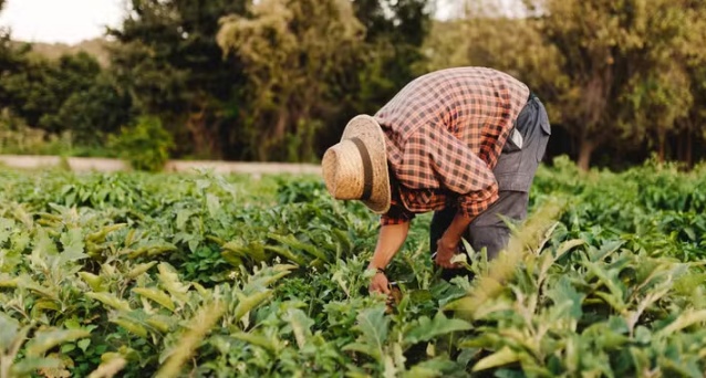 Agronegócio enfrenta escassez de profissionais dentro e fora da fazenda