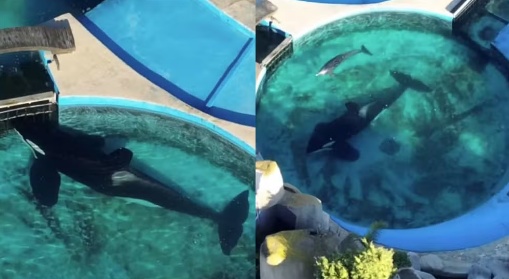 Orca 'mais solitária do mundo' morre aos 36 anos em parque aquático na Argentina