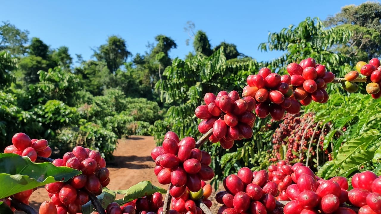 Revolução no café: Produtividade em Mato Grosso cresce 250% com tecnologia