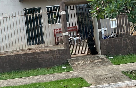 Cachorra é encontrada morta entre grades e caso revolta moradores