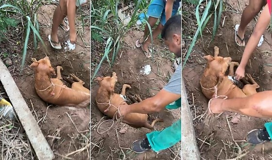 Pitbull é resgatado com vida após ser enterrado em terreno baldio; dona é presa em MT
