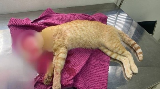 Homem é preso após matar gato, ameaçar vizinhos e tentar fugir da polícia em MT