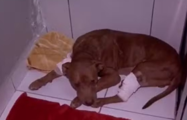 Pitbull enterrado vivo recebe nome e se prepara para ser adotado