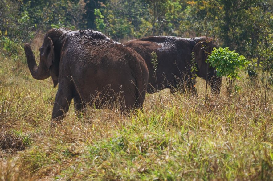 Após mortes seguidas, Sema barra novos elefantes em santuário