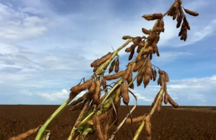 Exportação de soja do Brasil fechou 2025 em recorde, diz Cargonave