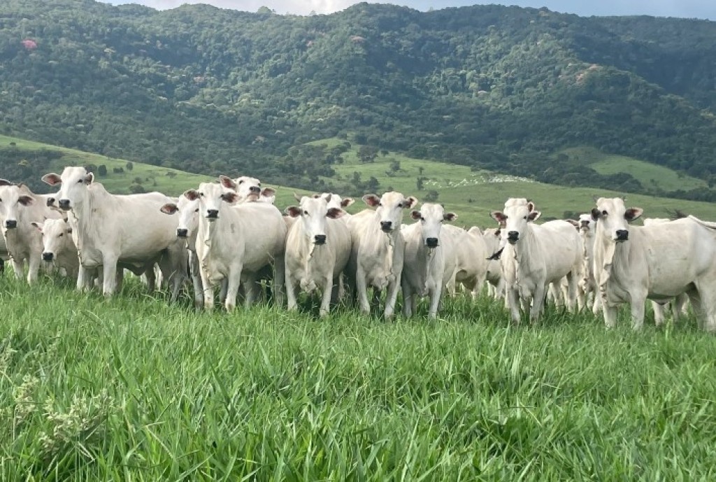 Mato Grosso encerra 2025 com 31,6 milhões de bovinos e mantém liderança nacional, aponta Indea