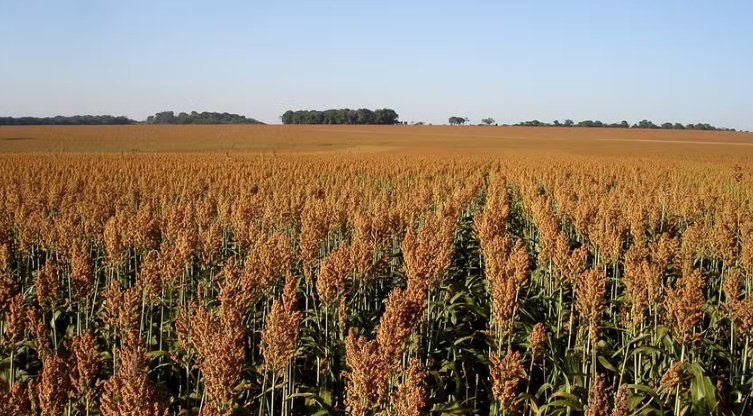 Avanço das usinas de etanol de milho fomenta alta no cultivo de sorgo