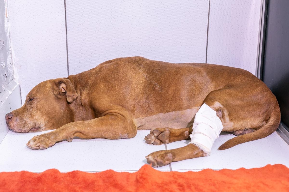 Cão resgatado de cova morre após 5 dias internado em clínica veterinária