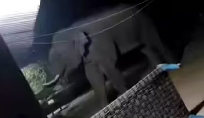 Elefante assassino já matou 19 pessoas na Índia; animal continua a solta