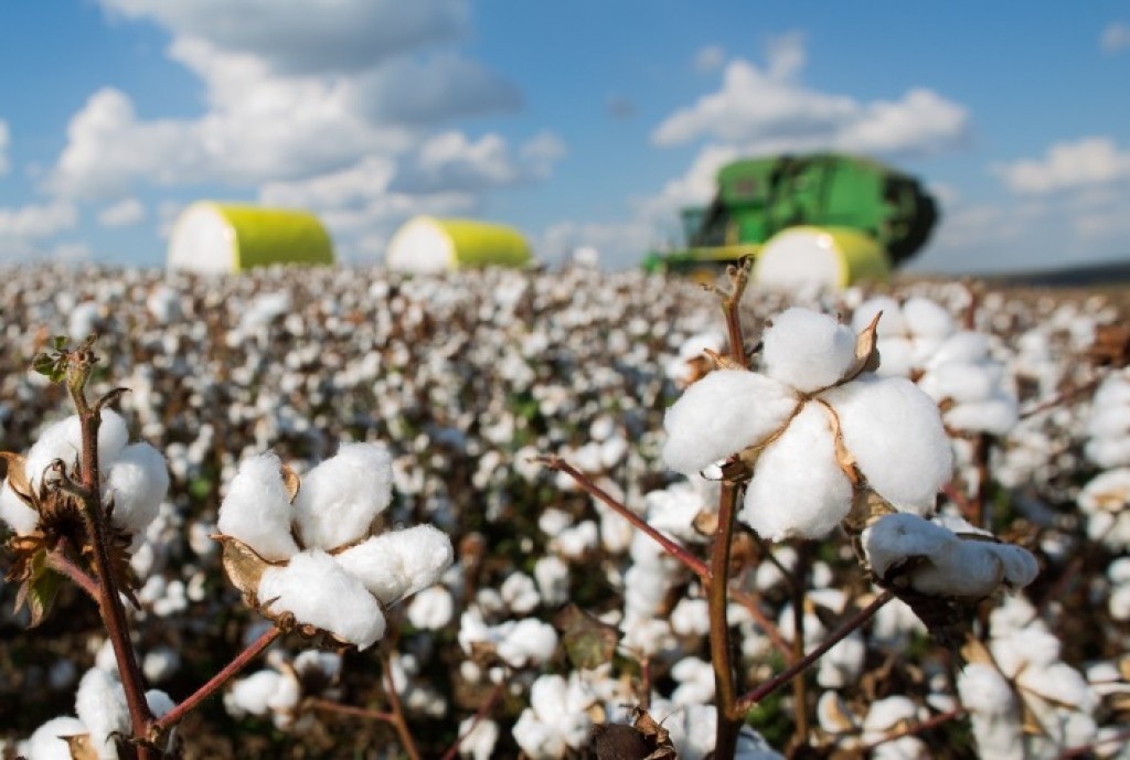 Custos elevados pressionam produtores de algodão em Mato Grosso: arroba precisa atingir R$ 135 para equilíbrio