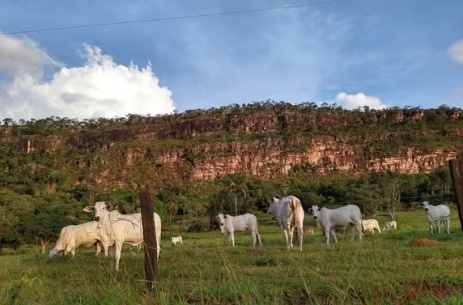 Pelo 2º ano consecutivo, MT bate recorde com mais de 7 milhões de abates bovinos em 2025