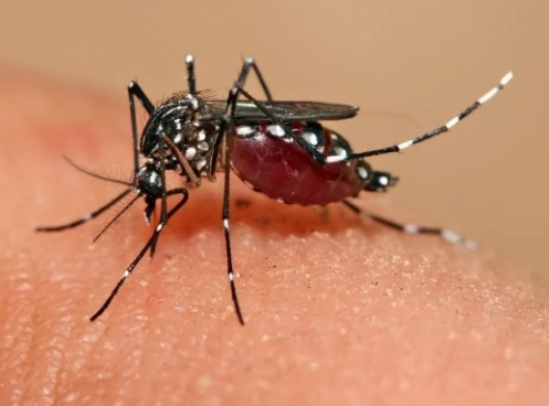 Estado já acende o alerta para a dengue; 16 casos por dia
