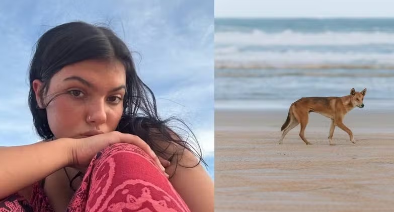 Jovem de 19 anos é achada morta com várias mordidas de dingos após ir nadar em praia na Austrália