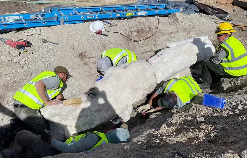 Fóssil gigante de dinossauro é achado durante obras em estacionamento nos EUA
