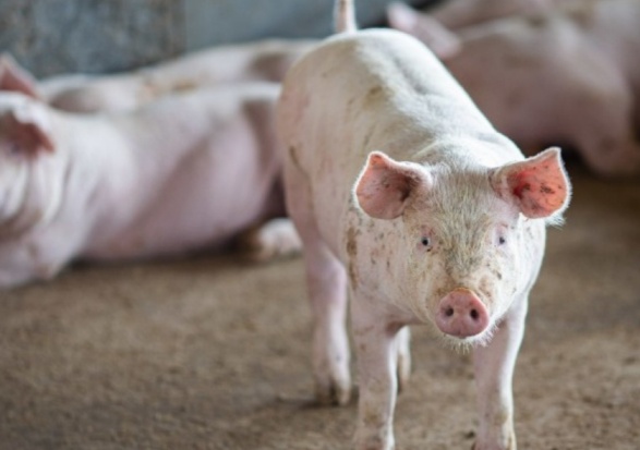 Suinocultura de Mato Grosso do Sul cresce em 2025 e projeta expansão com Rota Bioceânica em 2026