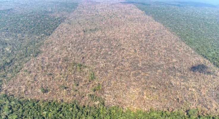 Desmatamento na Amazônia eleva temperatura local em até 3°C