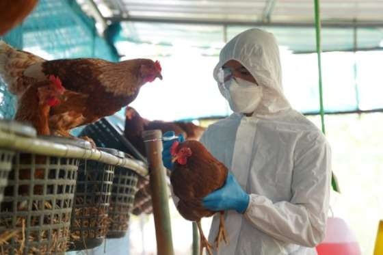 Indea sacrifica aves e isola raio de 10 km após segundo caso de gripe aviária em Mato Grosso