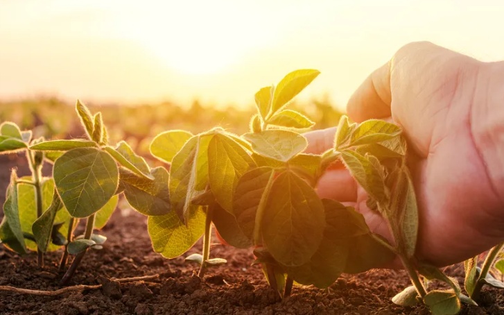 Agricultores familiares já renegociaram R$ 20,3 bilhões em dívidas dentro do Desenrola Rural
