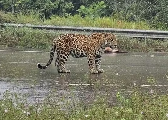 Onça-pintada ataca motociclista e mata cachorro em estrada no Amazonas