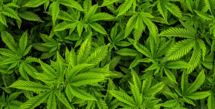 Cultivo de cannabis pode ser liberado no Brasil? Entenda o que está em discussão