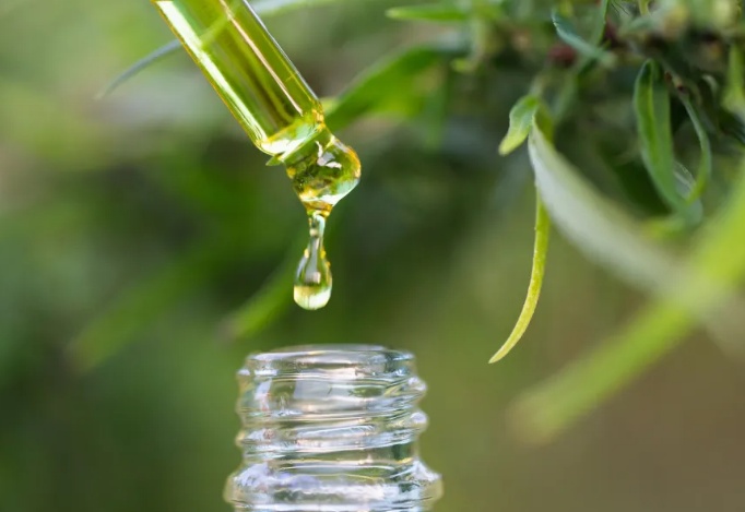 Anvisa aprova novas regras para uso da cannabis medicinal no Brasil