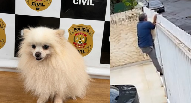 Homem é preso após furtar e vender spitz alemão no DF