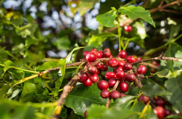 Após dois anos de seca, clima ajuda a safra de café do Brasil