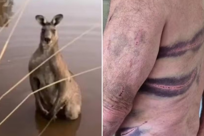 Aposentado tenta salvar cão, mas é brutalmente atacado por canguru