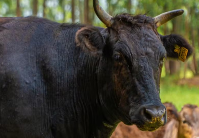 Raça Wagyu cresce no Brasil em busca do mercado de carnes nobres