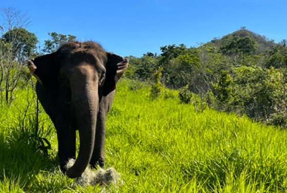 Santuário de Elefantes em Chapada do Guimarães tem licença retomada e pode receber novos animais