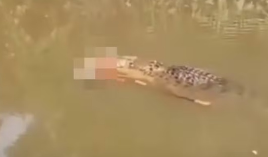 Crocodilo de 6 metros é visto em rio carregando o corpo de mulher desaparecida