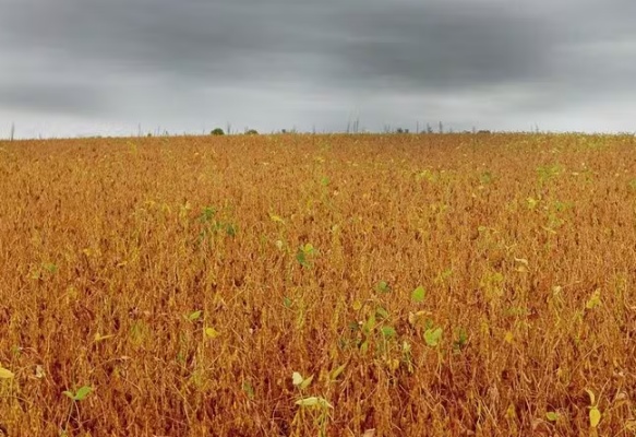Chuvas persistentes afetam a colheita da soja em Mato Grosso