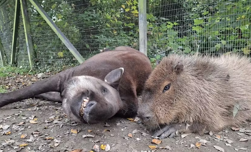 'Para que nenhum ficasse sozinho': capivara e anta brasileira inseparáveis são sacrificadas juntas em zoológico na Inglaterra
