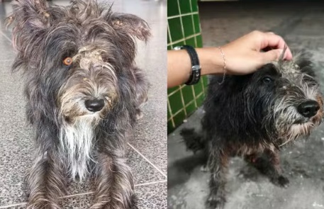 Cachorro espera há duas semanas por tutor que morreu em UPA de Cuiabá