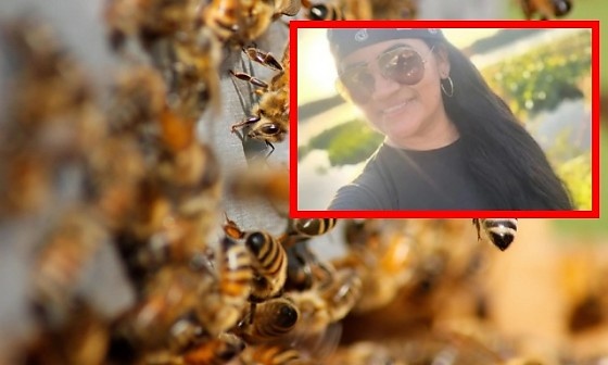 Professora de 42 anos morre após ser atacada por enxame de abelhas em Poconé