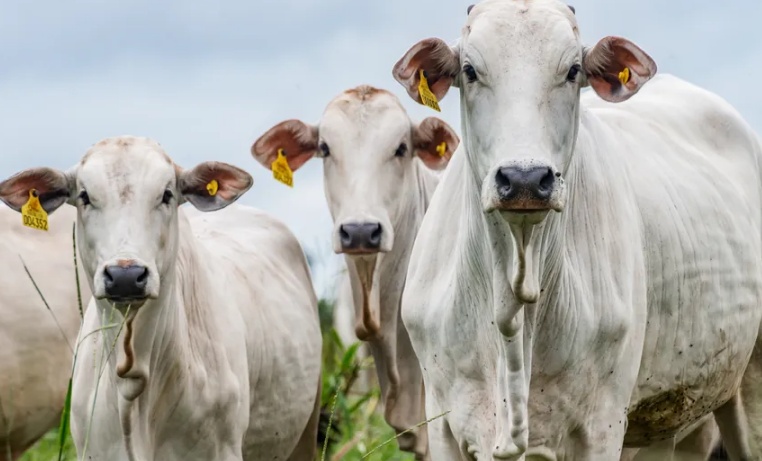 Carne bovina pode ficar mais cara em 2026 com queda nos abates