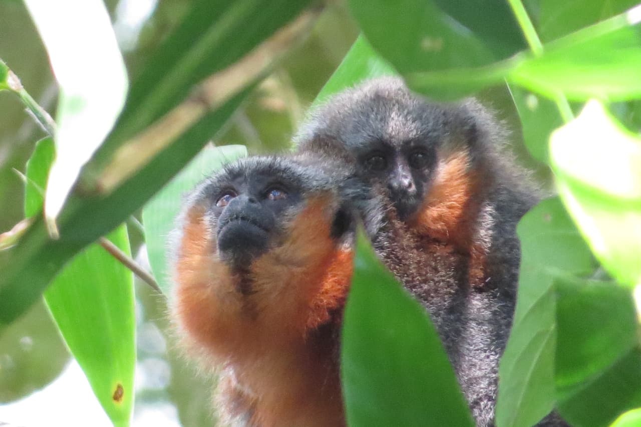 Mãe e filhote de zogue-zogue são avistados na área da usina