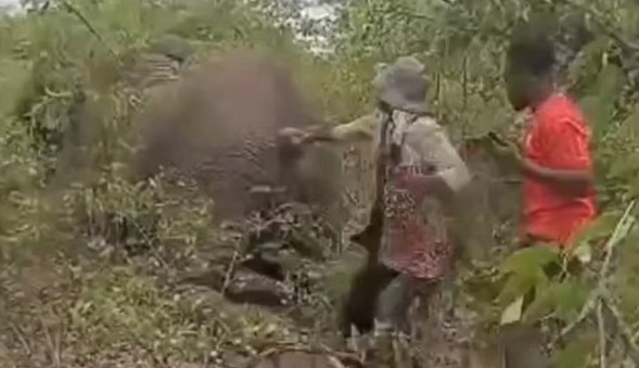 Mulher morre pisoteada por elefante após desafio para puxar rabo do animal na Namíbia