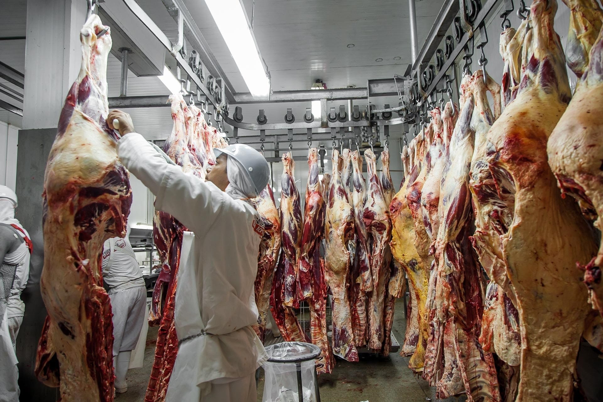 MPF investiga frigoríficos em MT por suspeita de compra de gado de áreas embargadas