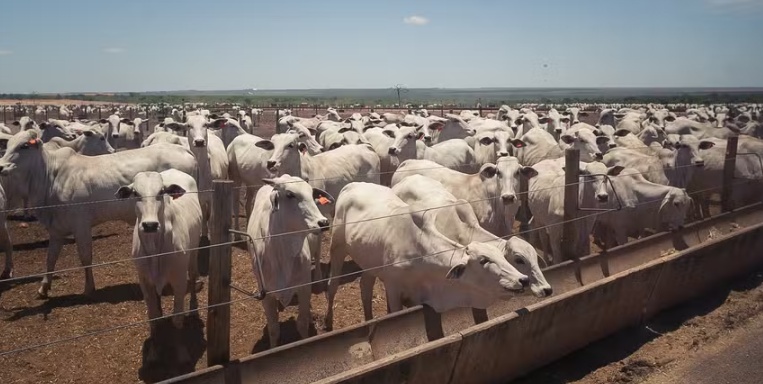 Custo de confinamento caem no Centro-Oeste e sobem no Sudeste em fevereiro
