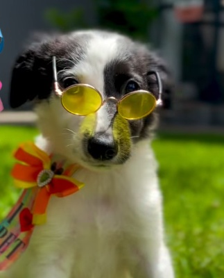 APAMS promove evento de adoção de animais neste sábado em Sinop