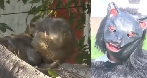 Agricultor se fantasia de urso para combater macacos invasores em plantação na Índia