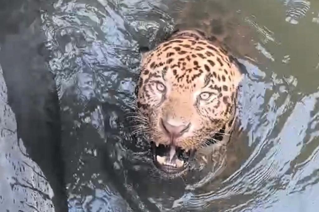 Corpo de Bombeiros resgata onça-pintada em canal de usina e devolve a natureza