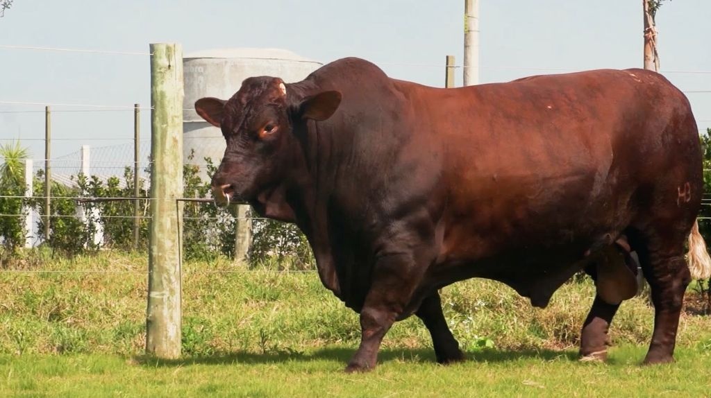 Norte Show destaca genética de MT e força da pecuária