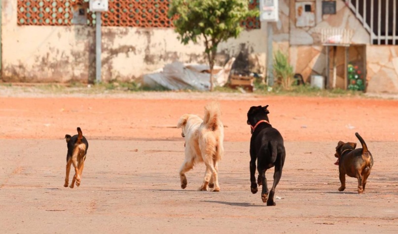 MP processa casal e quer R$ 200 mil por abandono de três cães na porta de ONG