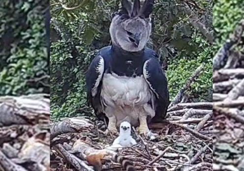 Filhote da maior águia do planeta morre após cair do ninho no Pantanal